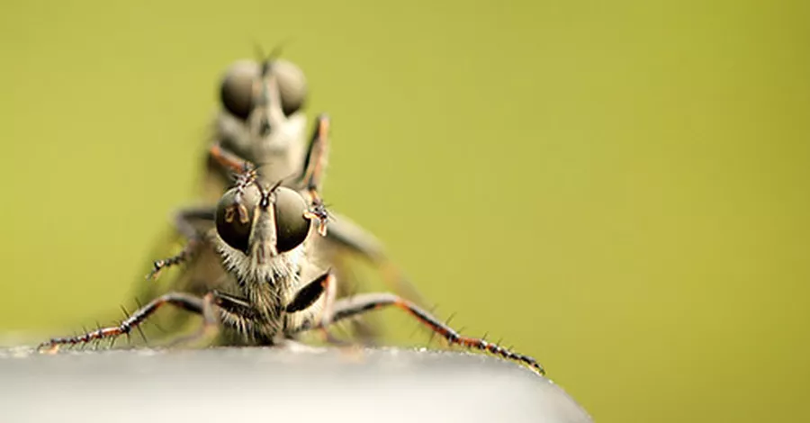 Insekten: Versehentlich schwul